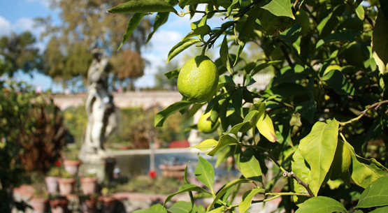 Lucca garden